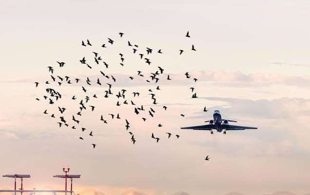 鸟与飞机相撞