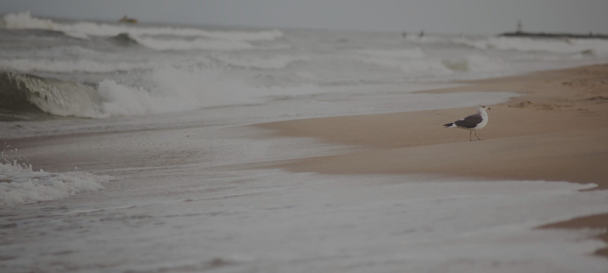 Waves crash on beach with seagull standing on the sand.