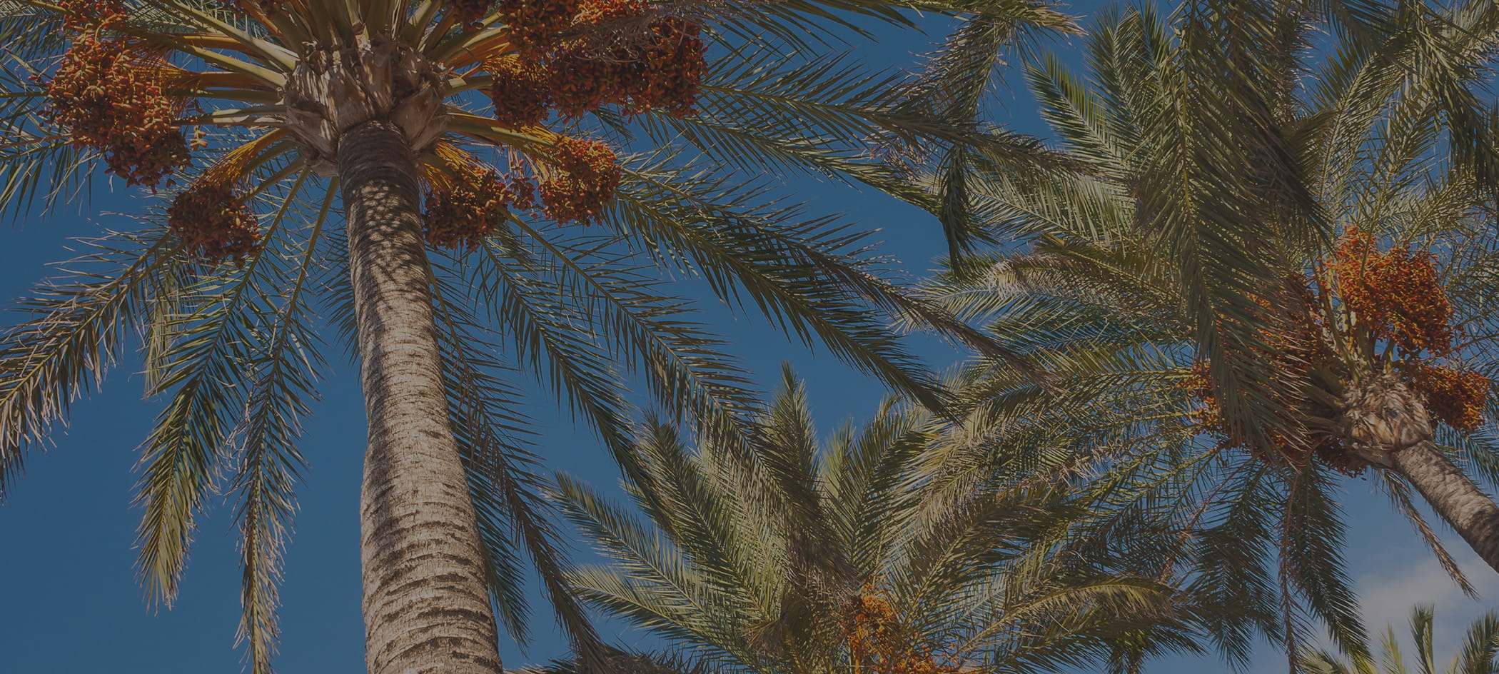 Palm trees in a blue sky.