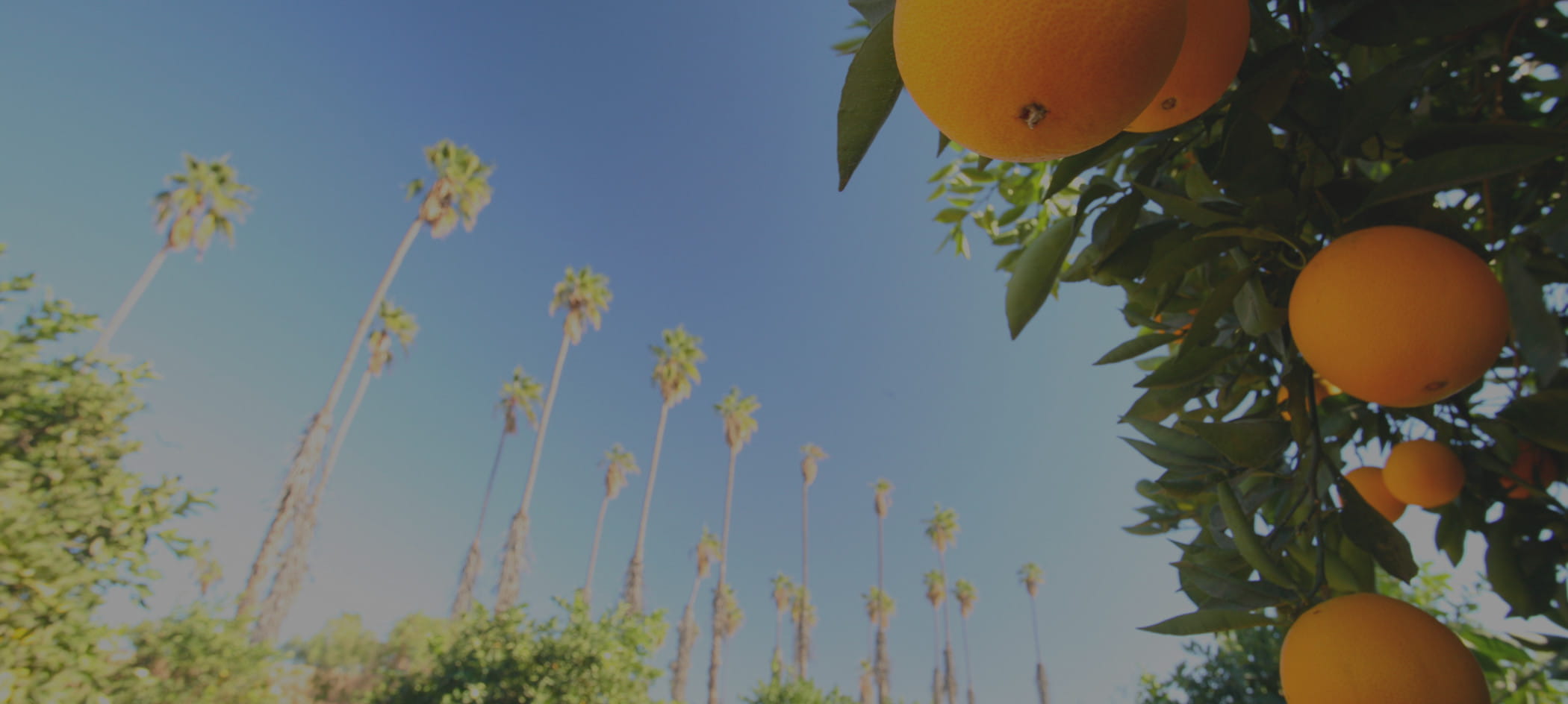 Palm trees in a blue sky.