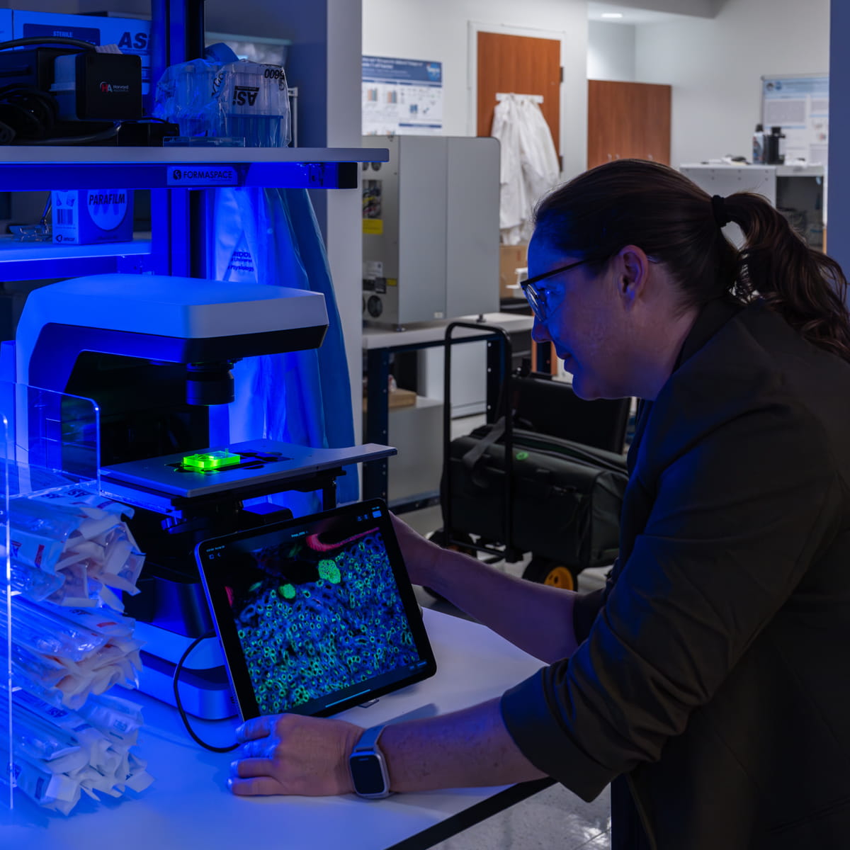 Researcher operating fluorescence microscope with sample stage and viewing cellular imagery on tablet in laboratory.