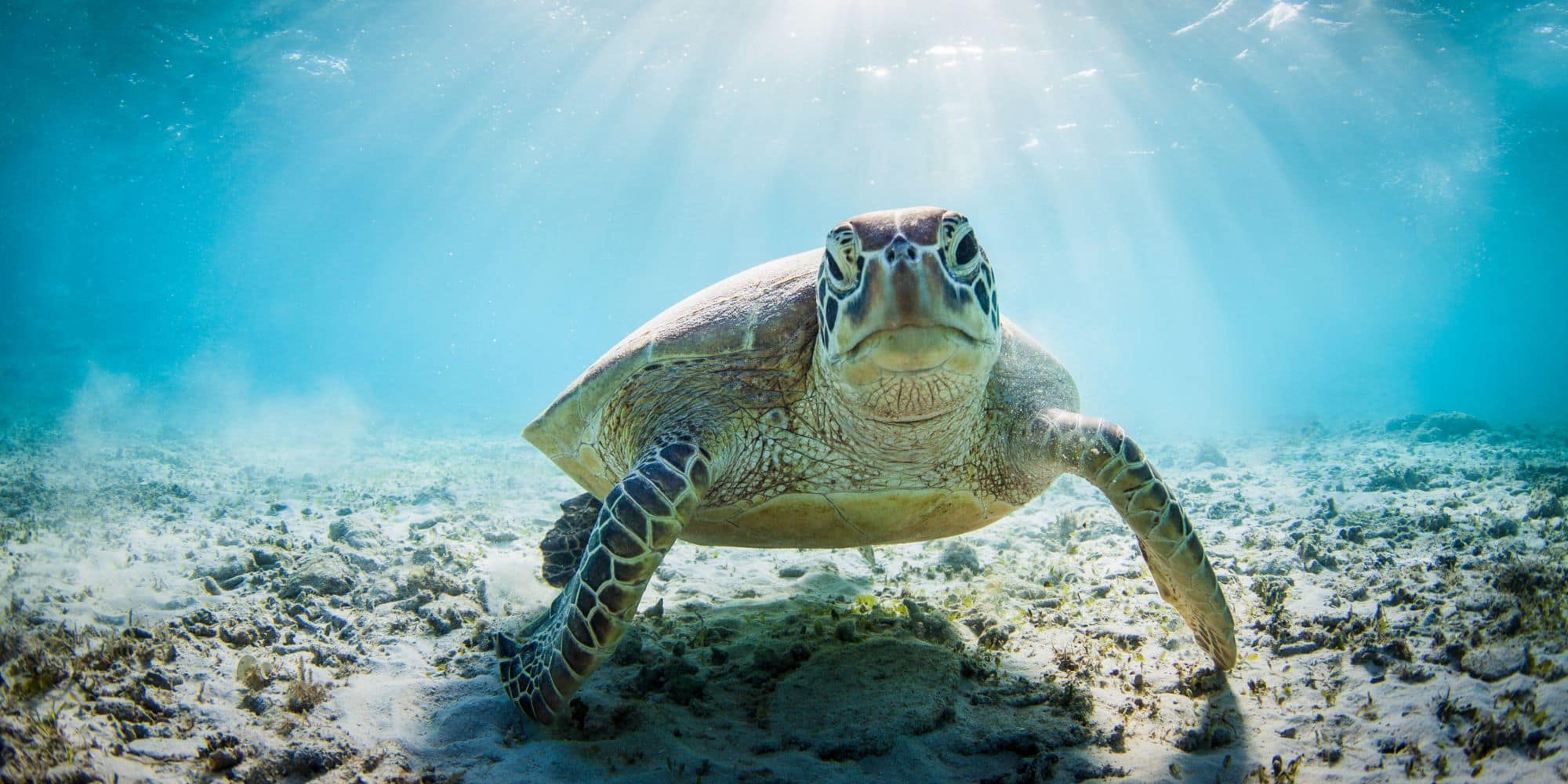 B.S. in Computer Engineering graduate Teja Tiriveedhi worked on the Turtle Tech project, a drone-based sea turtle surveillance effort between Embry‑Riddle, Northrop Grumman and the Brevard Zoo.