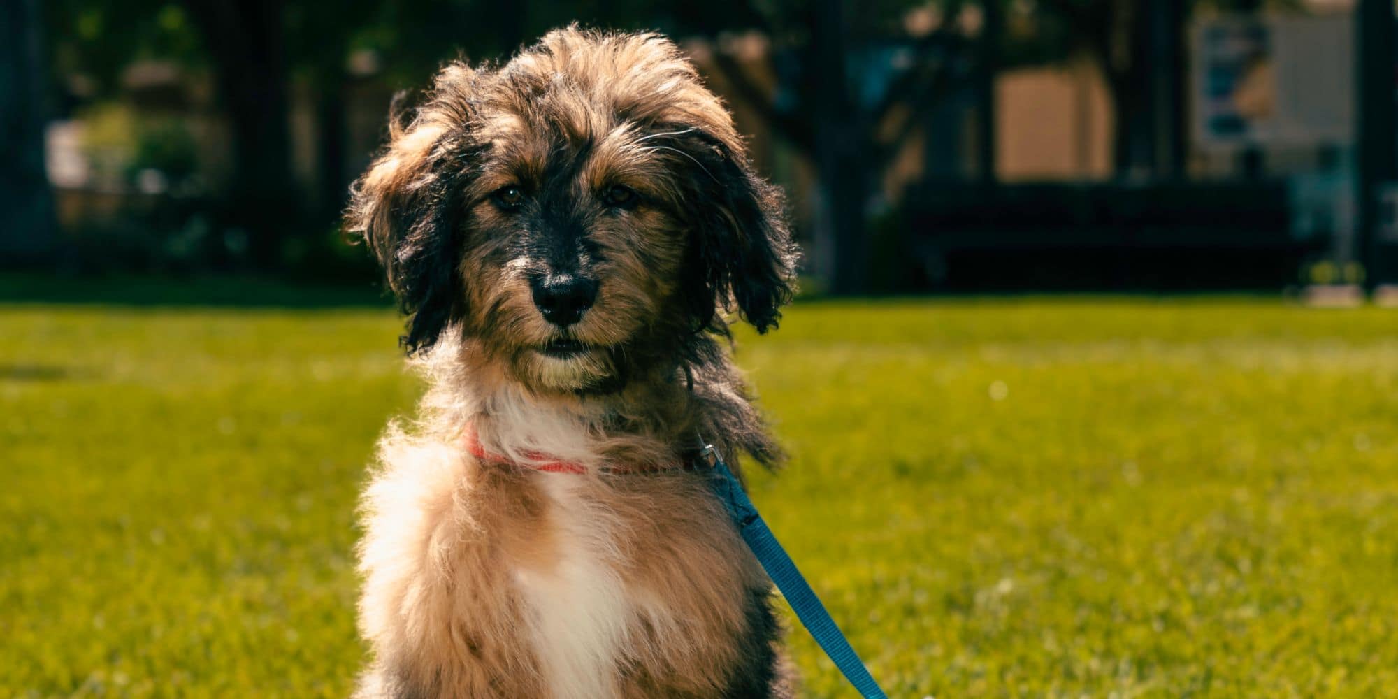 Higbee, shown here chilling on campus, will use his training and unrelenting cuteness to improve the lives of students. (Photo: Embry‑Riddle / Connor McShane)
