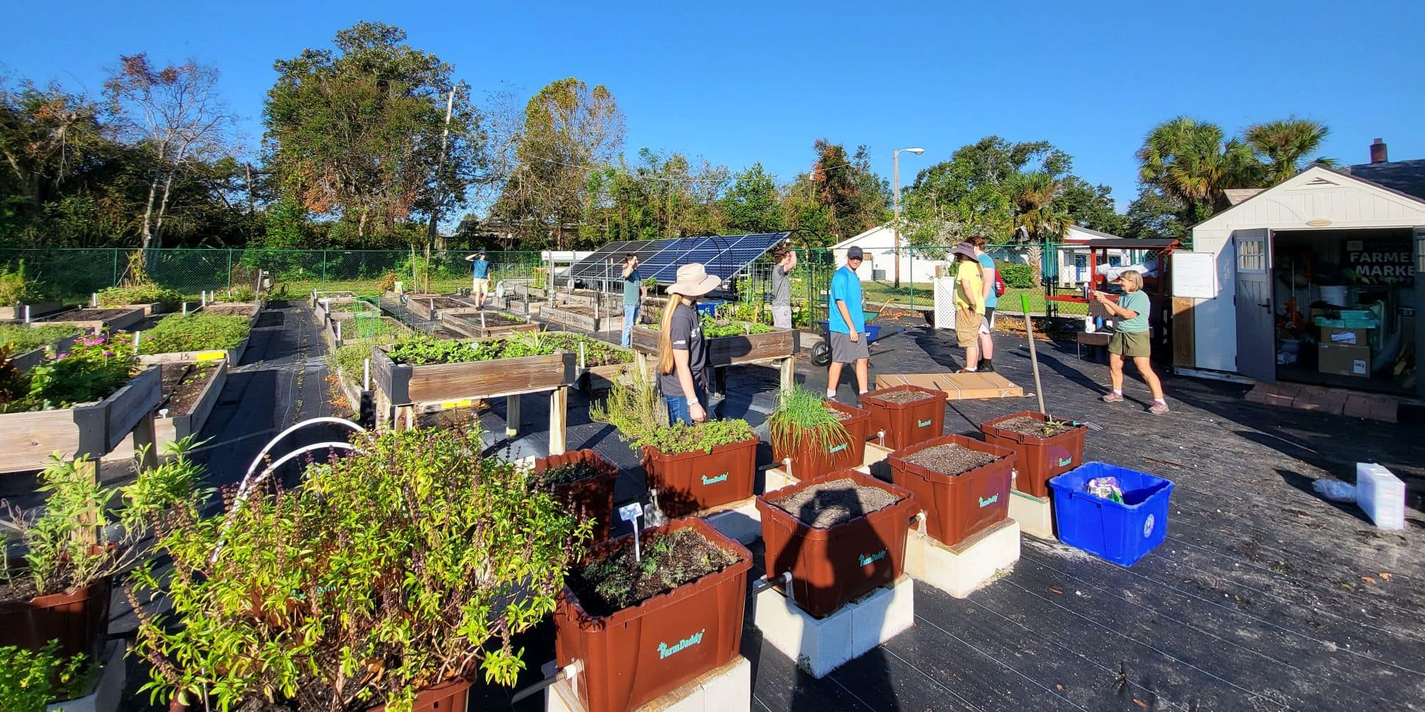 Raised garden beds and container planters arranged in rows at a campus community garden, students working among herbs and vegetables, small greenhouse with solar panels and a shed labeled 'Farmers Market' in the background.