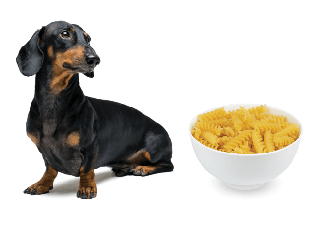 A dog next to a bowl of macaroni and cheese