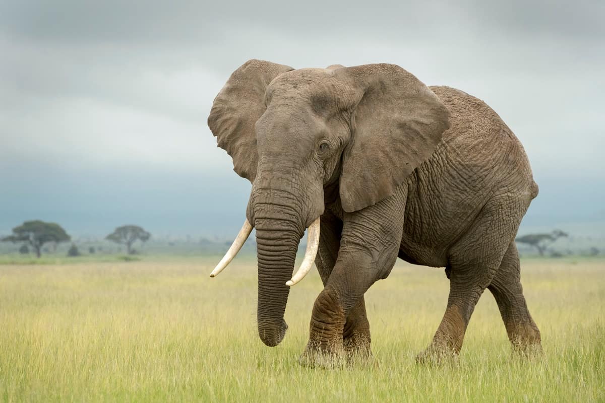 Elephant on Serengeti.