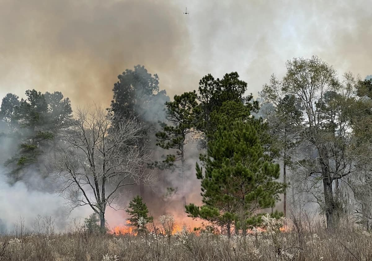 Forest fire.