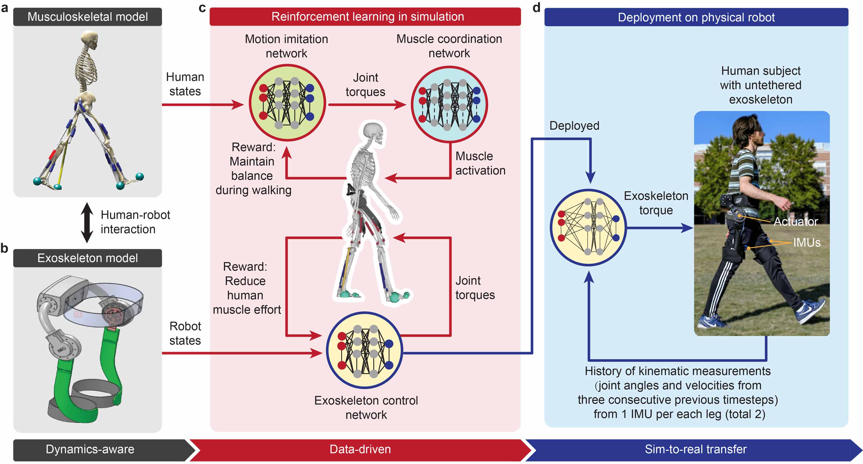 Diagram showing reinforcement learning control of lower-limb exoskeleton, including musculoskeletal model, neural networks for motion imitation and muscle coordination, and deployment on human subject with sensors and actuators.