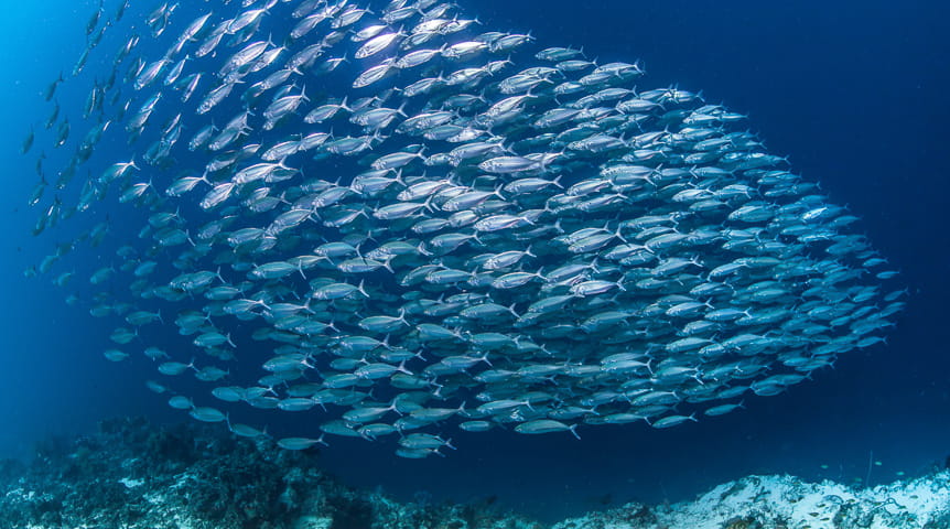 large school of mackerel