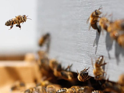 Bees swarming in a group
