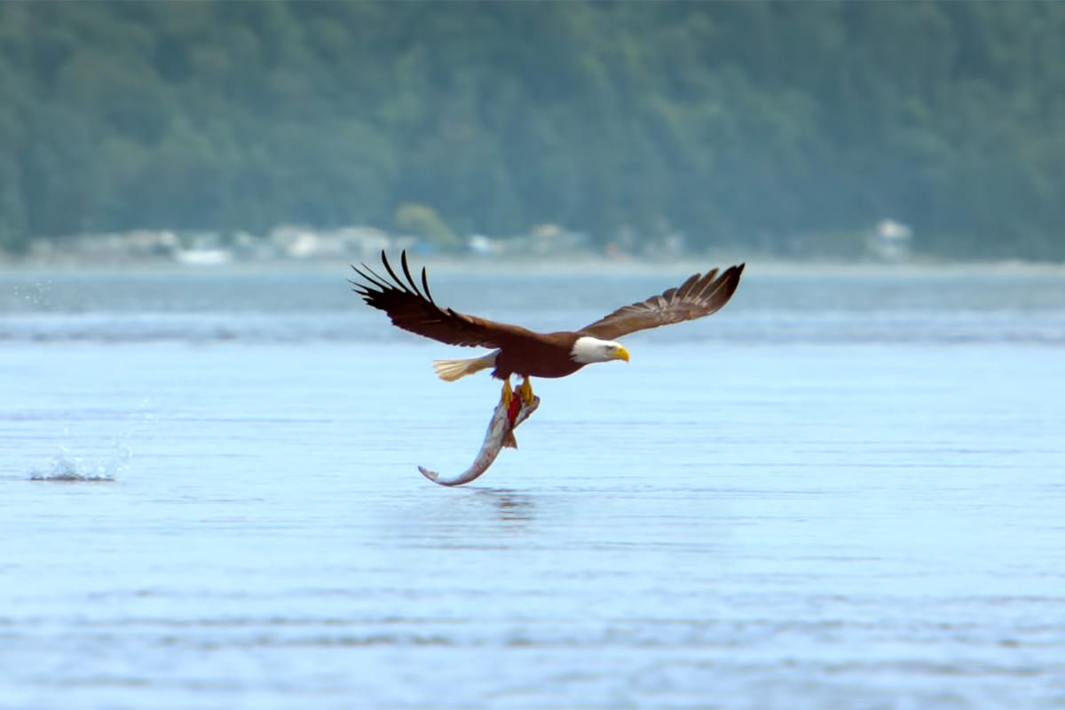 An eagle with a fish in its talons