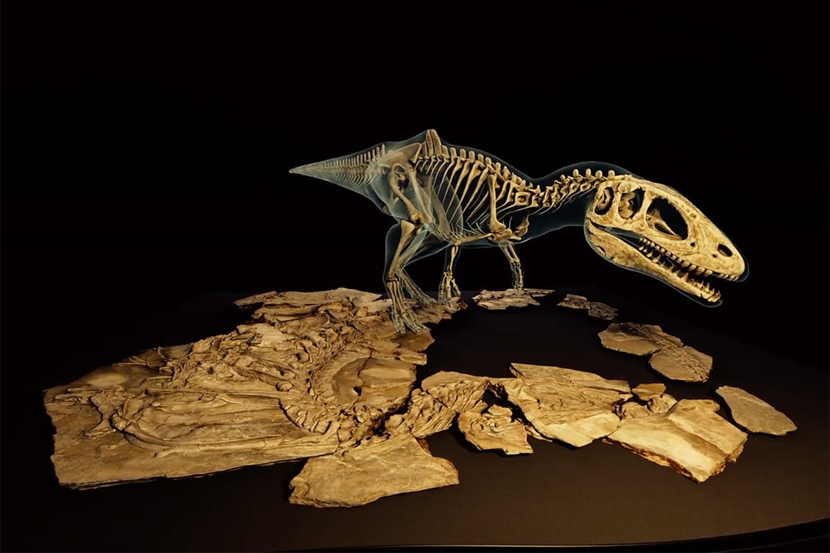 A dinosaur fossil
