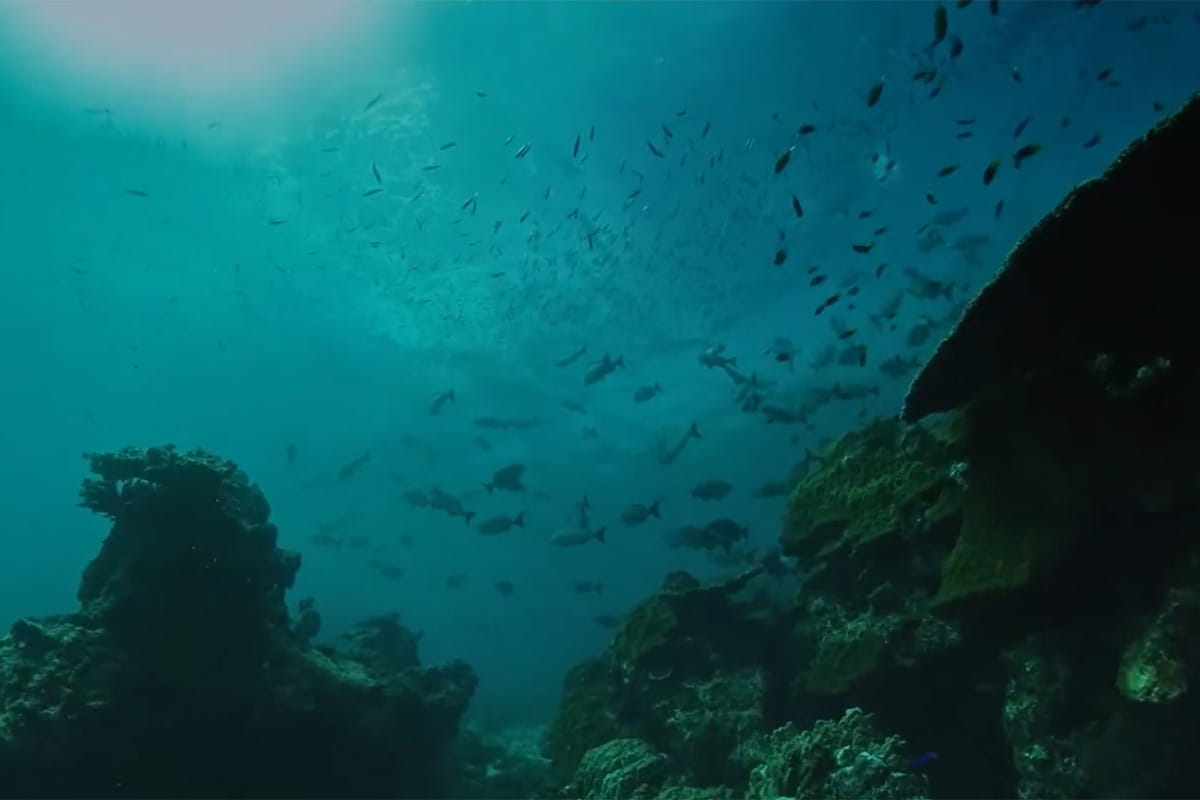 Screenshot from "Ningaloo, Australia's Other Great Reef"