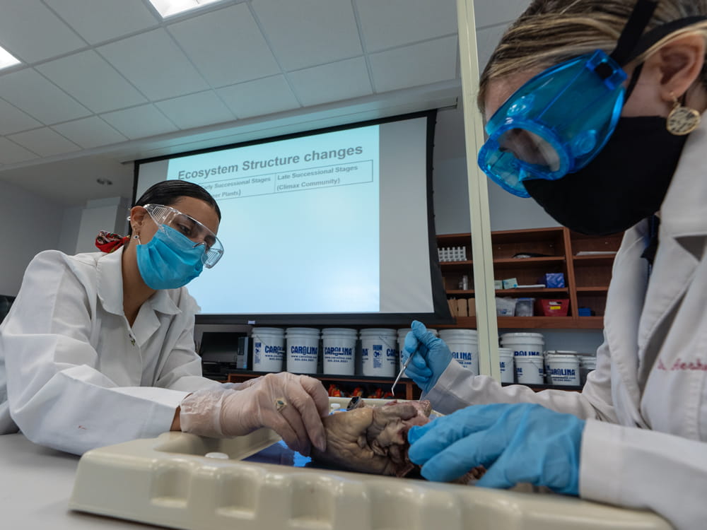 Students work on models of body parts.