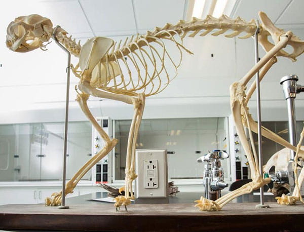 A skeleton in the Biology and Organic Chemistry Lab