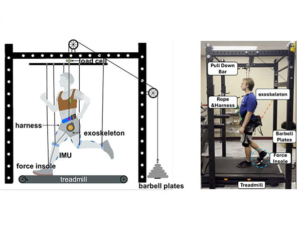 A visual diagram of a lower limb exoskeleton and weight distubution.