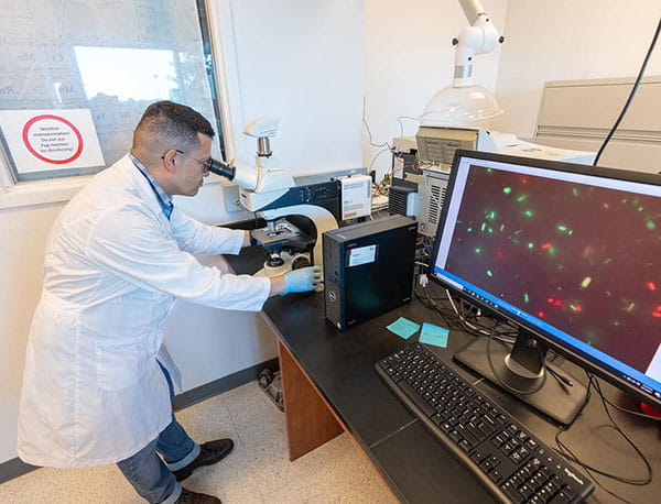 A professor in a lab coat looks through a microscope while microbiomes are shown on a monitor.