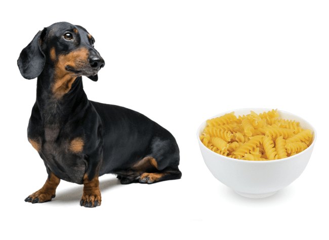 A little dachshund sits next to a bowl of unsauced noodles.