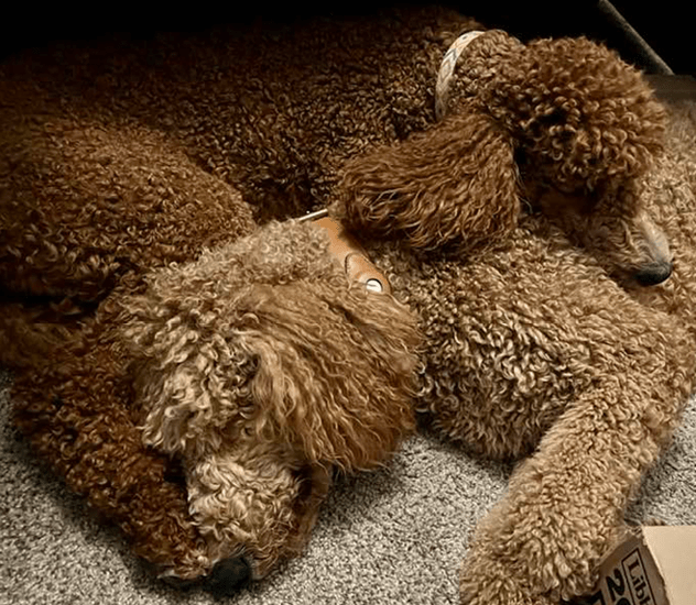 Two brown labradoodles sleep cuddled together.
