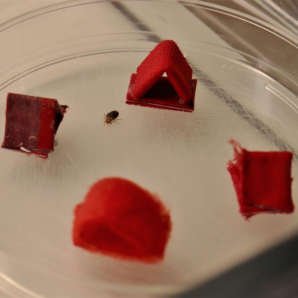 A bug in a petri dish appears to be choosing which of four small pieces of fabric folded into tiny tents to enter.